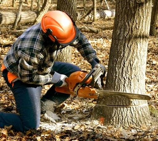Tree Removal in Urania, LA